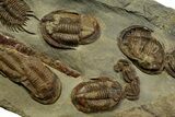 Line of Twelve Trilobites ( Species) - Fezouata Formation #328323-7